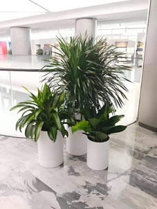 宁波余姚花卉租赁，服务贴心，装点多彩生活！